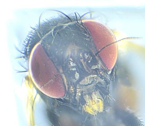 Agromyza sp.